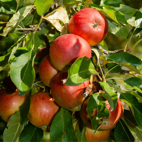 Apple Plant for Warm Climates (Anna,HRMN-99 and Dorsett Golden apple Grafted Apple) 3 Plants