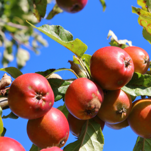 Apple Plant for Warm Climates (Anna,HRMN-99 and Dorsett Golden apple Grafted Apple) 3 Plants