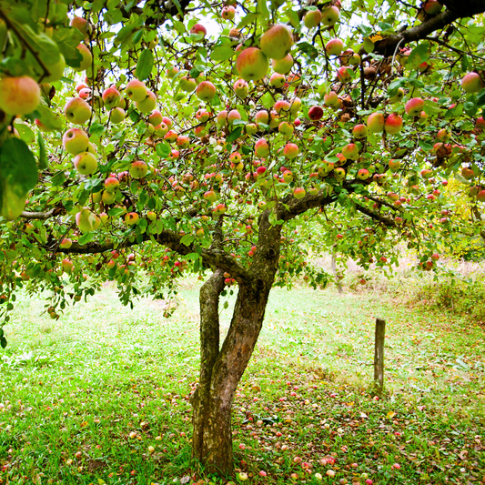 Anna Apple Plant for warmer climates