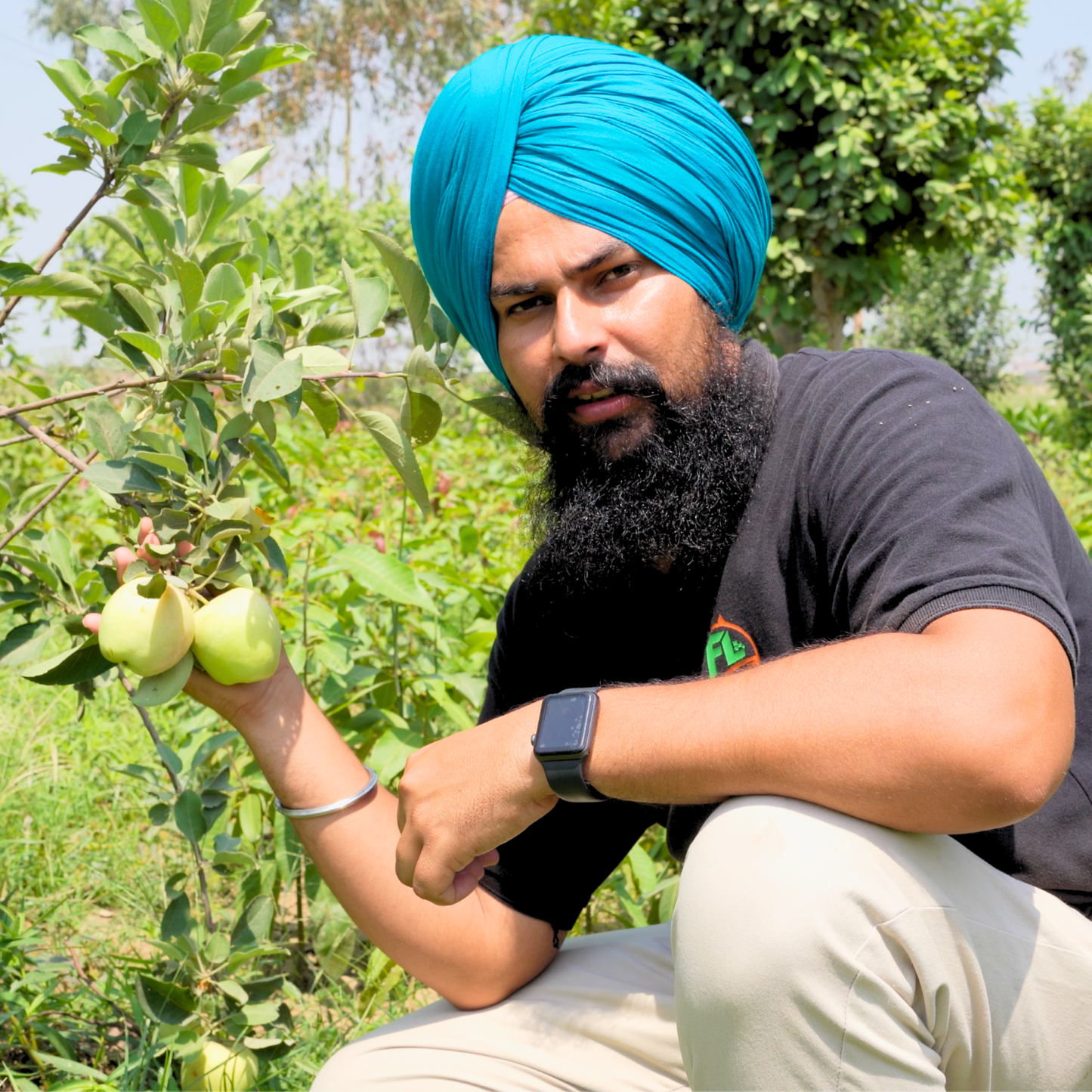 Alphonso Apple Plant For Hot Climate Variety