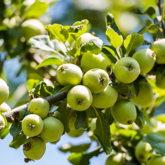 Dorsett Golden Apple 3 plants for Warm Climates