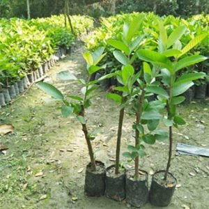 Taiwan guava Plant