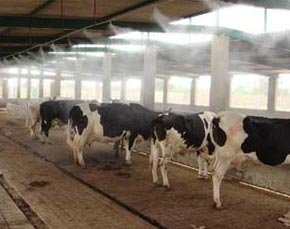 Fogger System for Dairy Farming